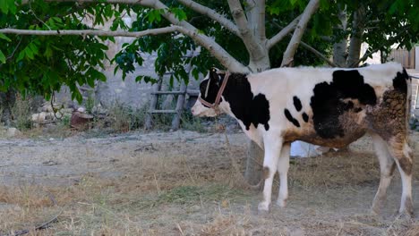 Calf-tied-tree