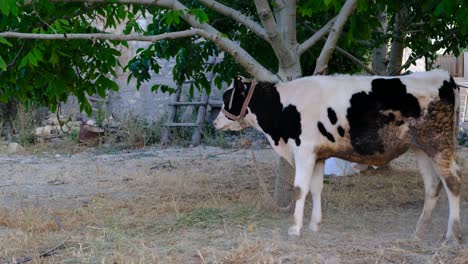 árbol atado al ternero
