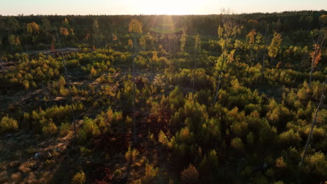 Aerial-view-of-the-planted-forest-area,-ecological-restoration-of-nature,-descendin-shot