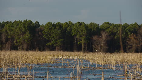 Cisnes-De-Tundra-En-El-Pantano-Del-Este-De-Carolina-Del-Norte