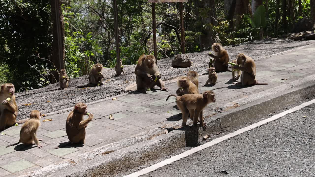 Monkeys interact on a sunlit pathway at Khao Rang Viewpoint, Phuket, showcasing natural behavior in a lush, tropical setting