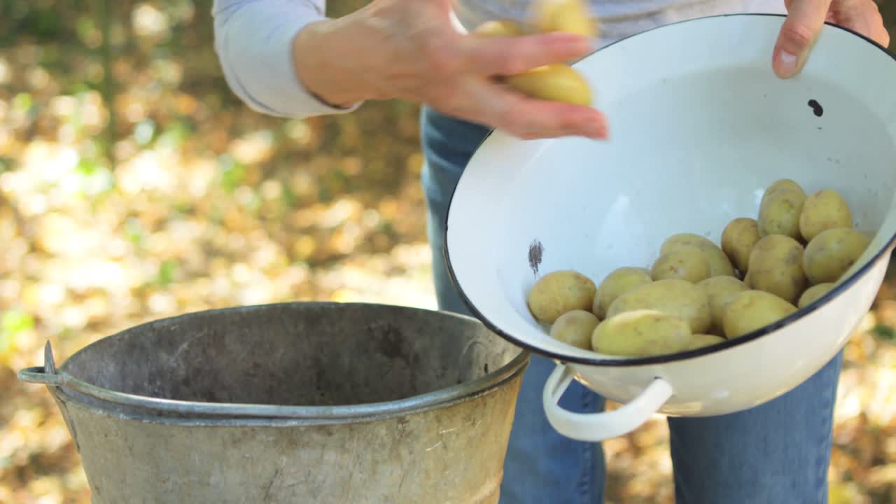 mujer mayor poniendo patatas en un cuenco de un cubo en el jardín