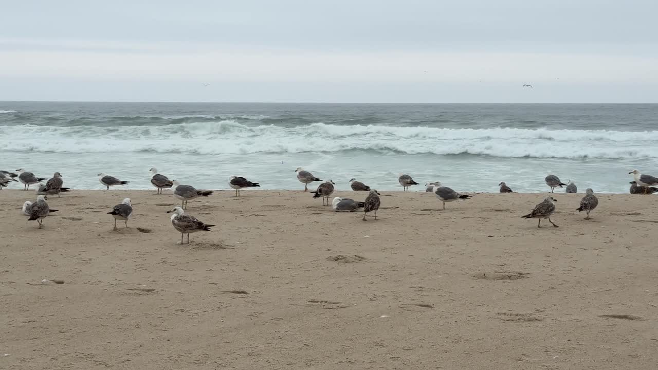 las gaviotas descansando en una playa contra el telón de fondo del mar crean una escena serena y pintoresca