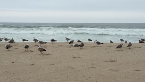 Möwen,-Die-Sich-Auf-Einem-Strand-Vor-Der-Kulisse-Des-Meeres-Ausruhen,-Schaffen-Eine-Ruhige-Und-Malerische-Szene