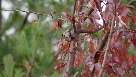 tit japonés o gran tit picoteando insectos en el tronco del árbol con hojas rojas en otoño