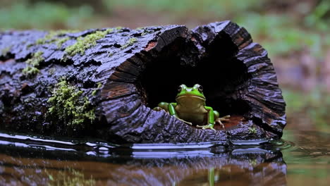 green frog in a tree trunk