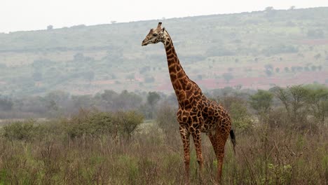 Giraffe-Verlässt-Langsam-Den-Bildschirm,-Totale