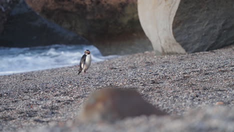 fiordland penguin walking in the pebbled beach at sunset in paringa, new zealand