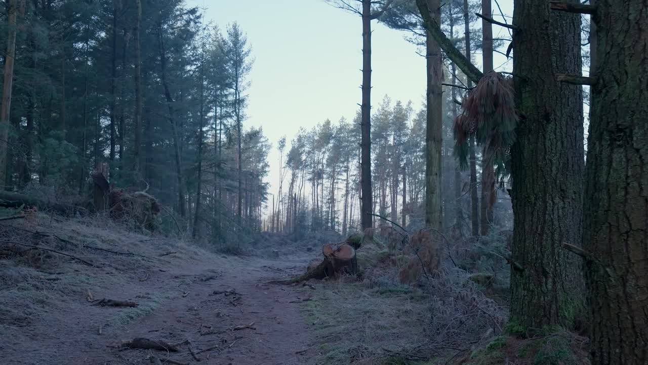 Sentiero nella foresta ghiacciata