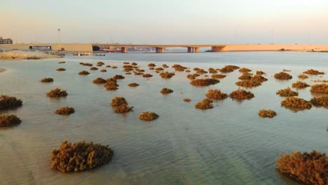 Drone-Vuela-Bajo-Sobre-Los-Manglares-En-Las-Aguas-Del-Océano-Con-La-Ciudad-Y-El-Puente-En-La-Espalda