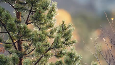 a close-up shot of the pine tree after the rain