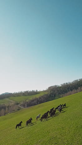 large horses herd with active foals gallops uphill against distant bare forest under clear sky first point view. farm animals walk with cubs in wild highland slow motion