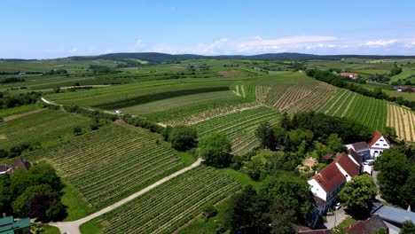 lush vineyards in the town of poysdorf in austria