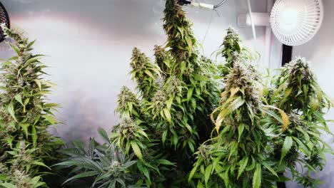 slow motion shot of a cannabis plants growing in a grow tent during flowering stage