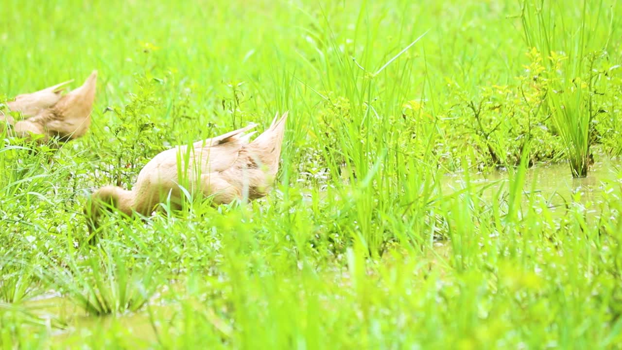 데시 원주민 인 인도 오리 들 은 방글라데시 의 습지 물 에서 먹이 를 찾는다