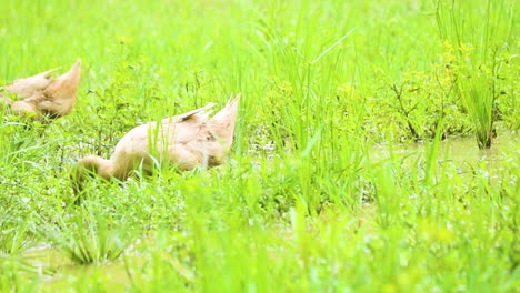 The-desi-native-indian-ducks-forage-in-the-waters-of-the-swamps-in-Bangladesh