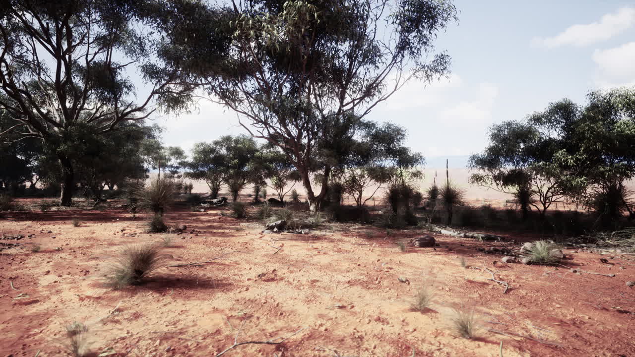 paisaje desértico con árboles de eucalipto y suelo rojo