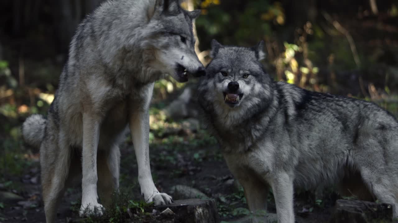 lobos de madera peleando chasqueando y mordiendo slomo