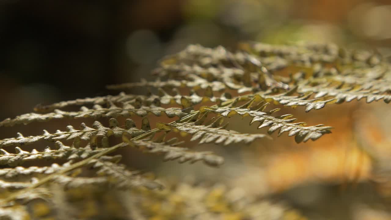 hojas de helecho secas amarillentas que se mecen en el viento, bosque de pinos en otoño, concepto natural de otoño, profundidad de campo poco profunda, fondo de bosque místico, tiro de cierre manual