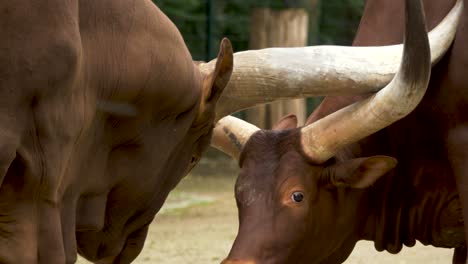 Dos-Agresivos-Toros-Africanos-De-Cuernos-Largos-Peleando-Entre-Sí-Durante-La-Temporada-De-Apareamiento