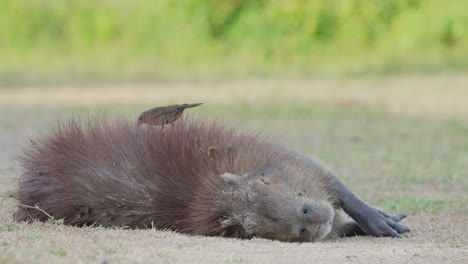 cowbird eating parasites from fur of sleeping capybara