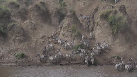 Zebras-at-Mara-River-crossing-in-Masai-Mara,-Kenya,-Africa