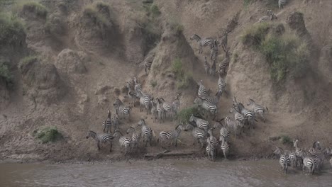 zebras at mara river crossing in masai mara, kenya, africa