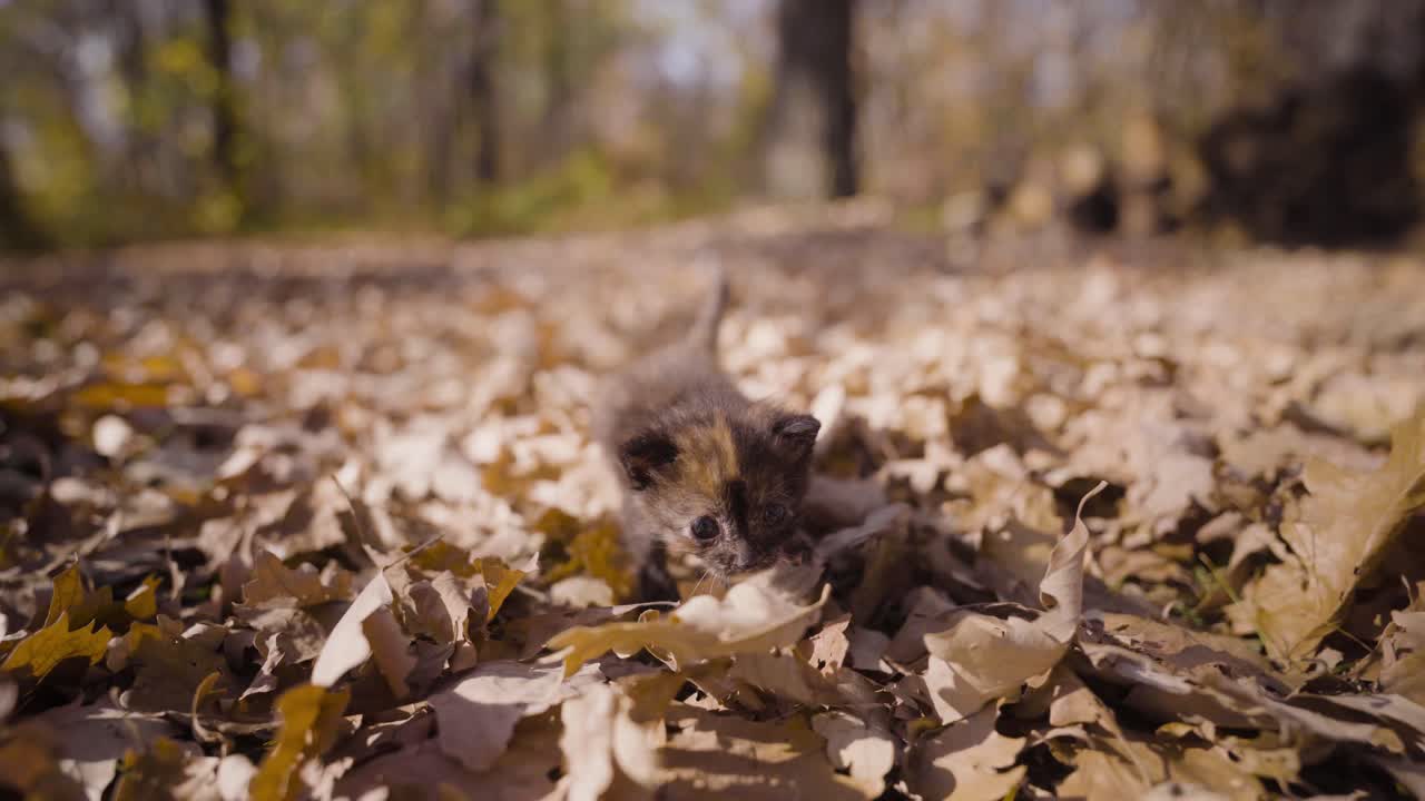 gatito joven de tres semanas caminando a través de las hojas en otoño bajo el sol