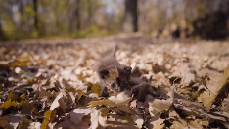 Young,-three-week-old-kitten-walking-through-leaves-in-fall-in-the-sunshine