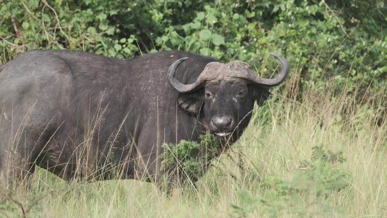 Bufalo africano che mangia erba con uccelli bufaga beccorosso sul dorso - ripresa a mano
