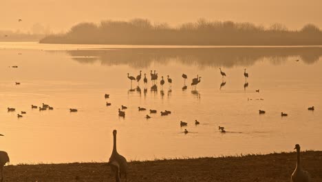 eurasian cranes standing in a lake at sunrise, illuminated by beautiful light.