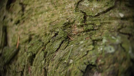Rugged Macro Bark Texture in Natural Light
