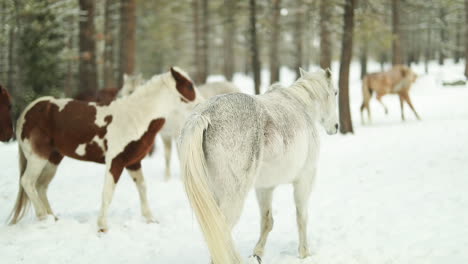 Horses-walk-together-in-slowmotion