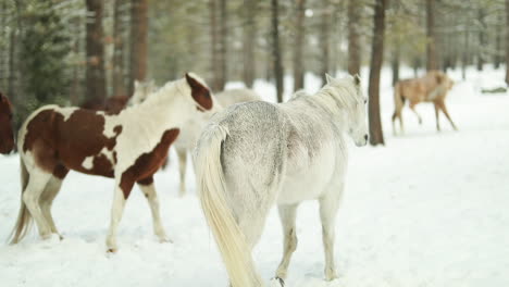 horses walk together in slowmotion