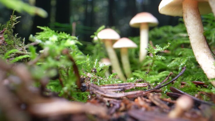 Low angle dolly shot of different mushrooms growing in deep forest and moss - prores 4k shot
