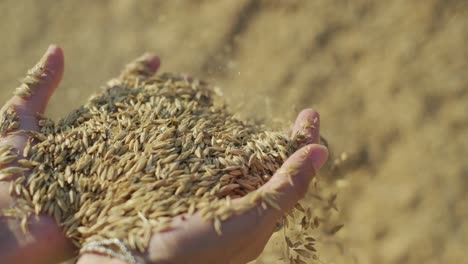 4k shot of wheat pouring slow motion from palm