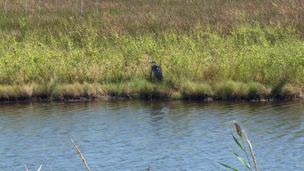Airone azzurro maggiore appollaiato sulla sponda del fiume in una giornata di sole al Blackwater National Wildlife Refuge nel Maryland.