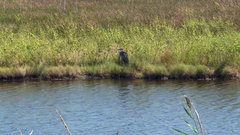 Gran-Garza-Azul-Posada-En-La-Orilla-Del-Río-En-Un-Día-Soleado-En-El-Refugio-Nacional-De-Vida-Silvestre-De-Blackwater-En-Maryland