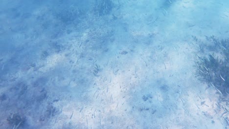 underwater view of small fish school in mediterranean sea at mallorca shore in spain at alcudia with sun in the background.