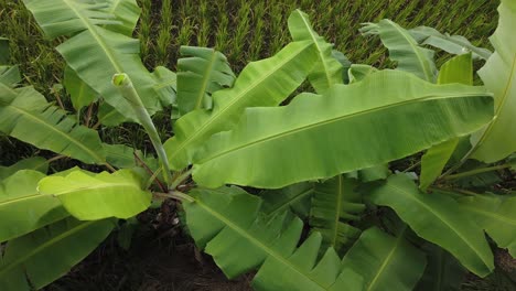 big banana tree leaves film in 4k from above, green rice field in bali indonesia organic agriculture