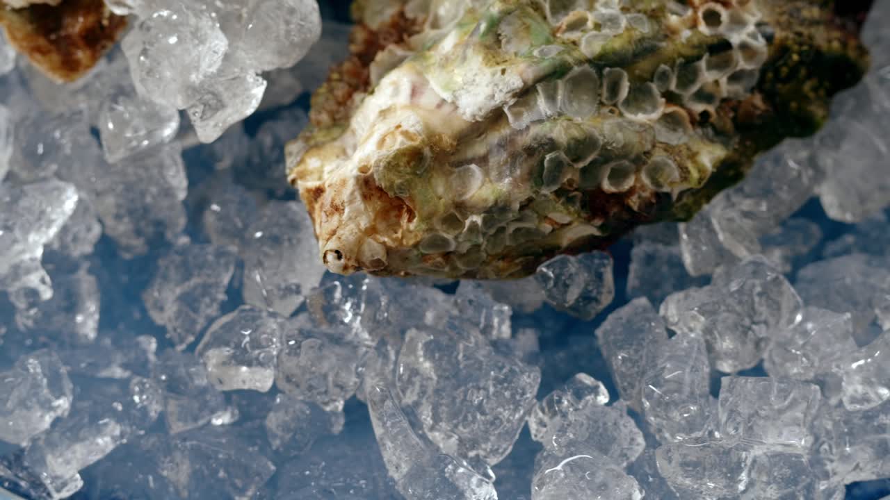 Ostriche fresche sul ghiaccio
