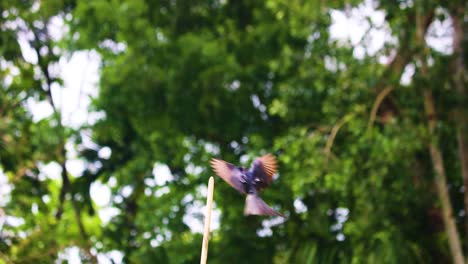 black drongo or dicrurus macrocercus fly and sat on a stick in forest