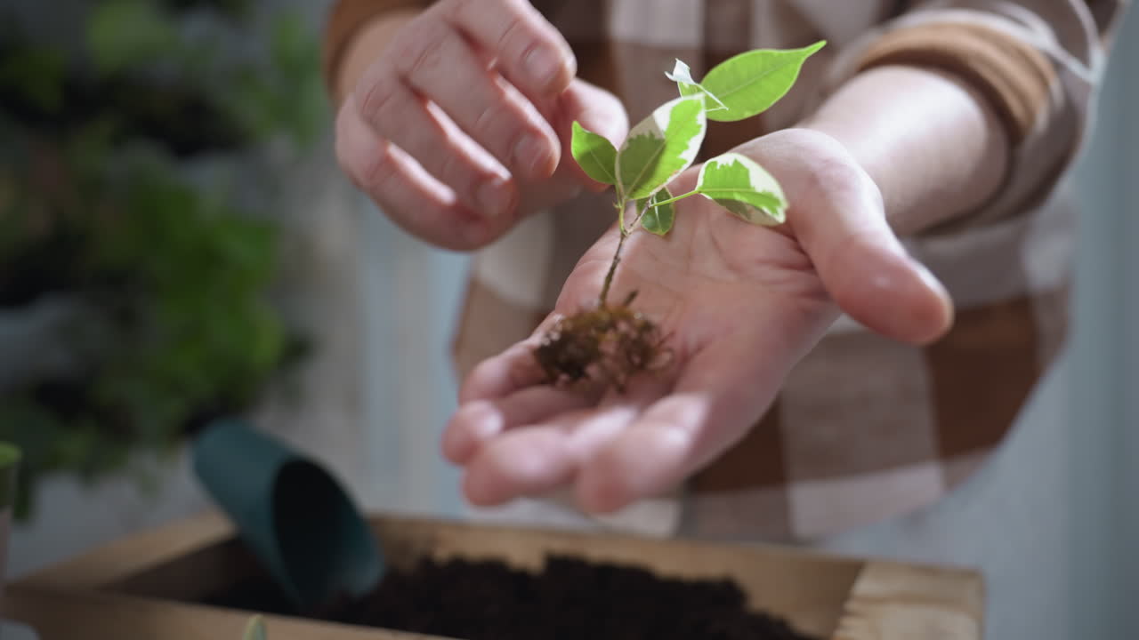 Hand view of nature devotee gently pulling out young plant with delicate roots from small green glass bottle above wooden planter filled with dark soil on indoor table under soft natural light