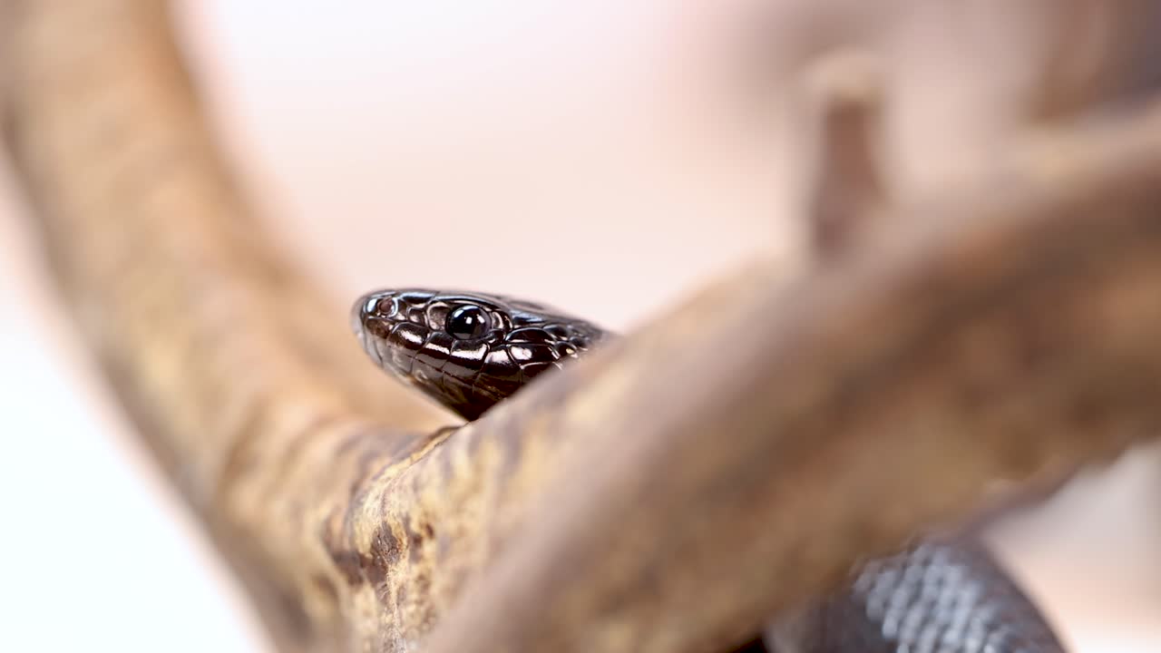 A Mexican Black Kingsnake slithers on a branch, captured in close-up with soft lighting and shallow depth of field