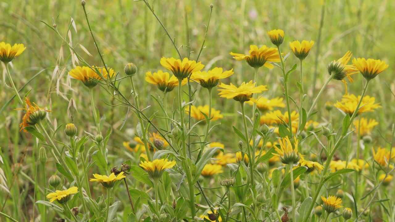 campo de caléndula amarilla medicinal en flor