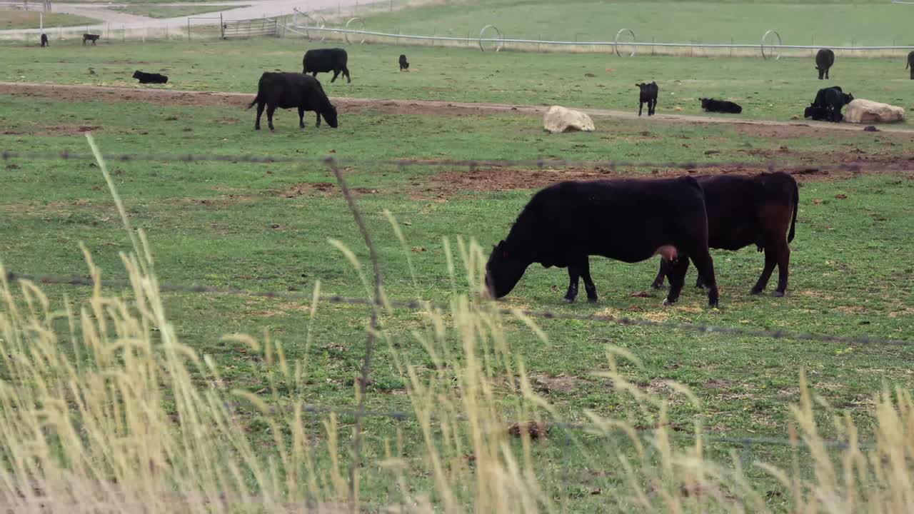 Cows graze in a green farm field