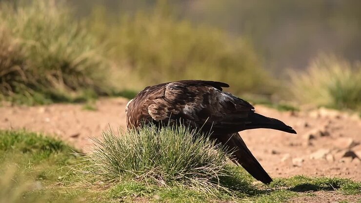 Golden eagle eating prey on grassy meadow