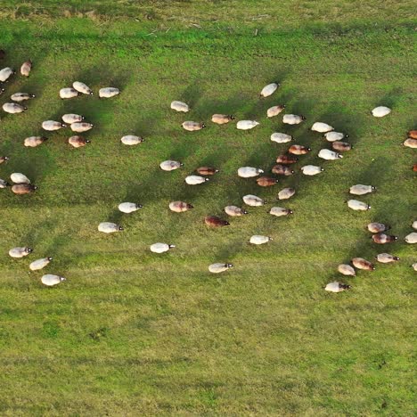 sheep on a meadow. herd of domestic animals returning to farm from pasture. small dots of white and brown sheep moving on field. top aerial view.