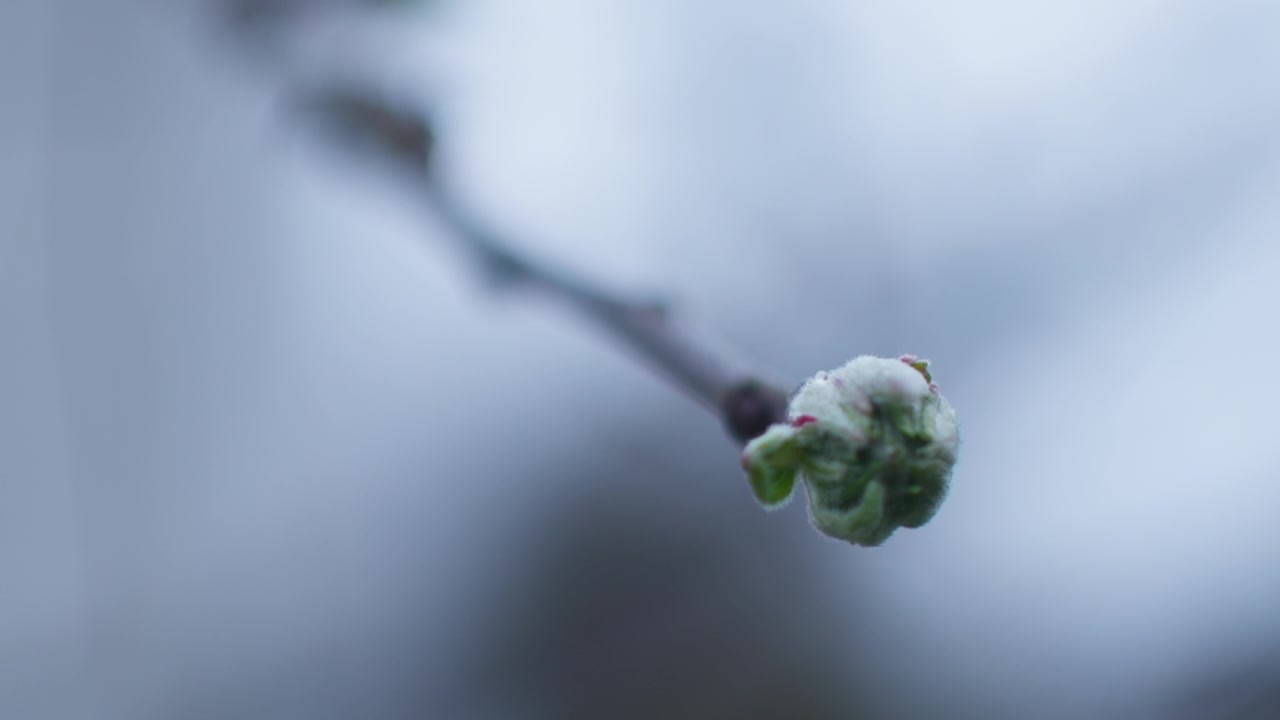 Close-up of an apple blossom on a foggy spring day. Filmed handheld with a shallow depth of field. Camera moves backwards to reveal another apple blossom on a branch. Overcast day with flat lighting.