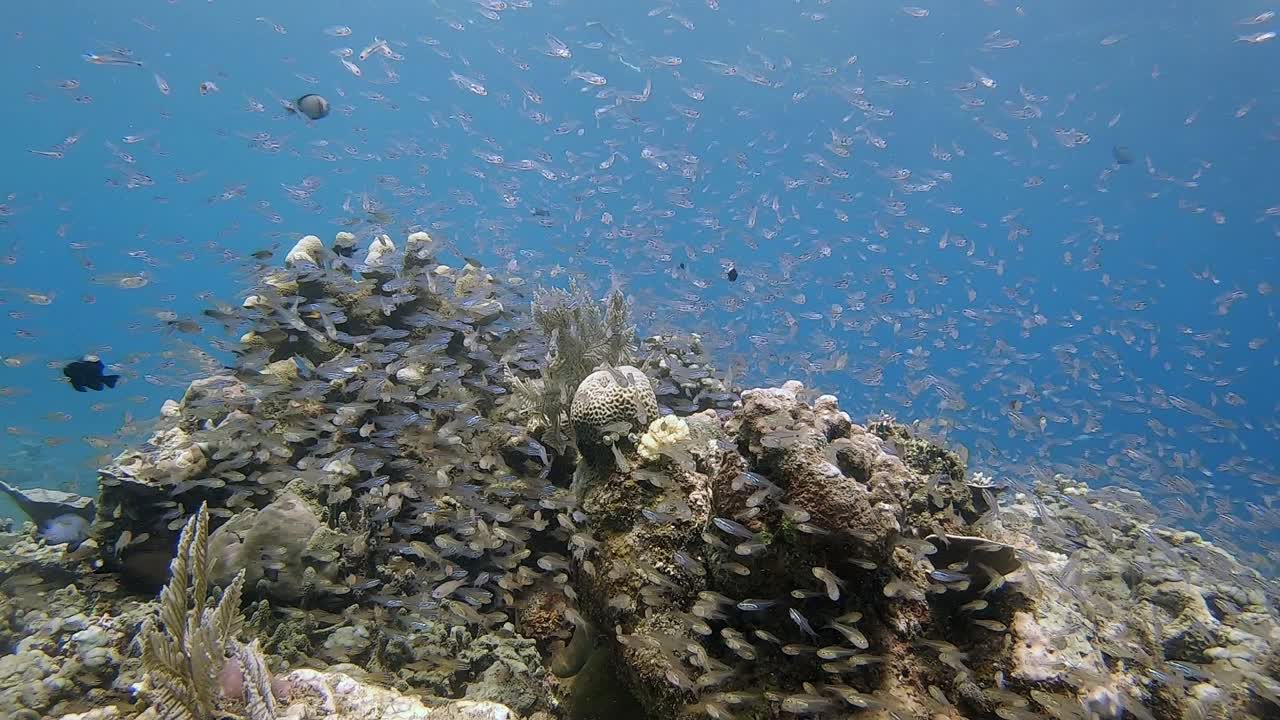 Centinaia di pesciolini che ondeggiano tra le onde intorno ai coralli a Bali.